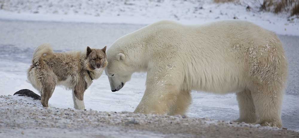 are Bears Related to Dogs