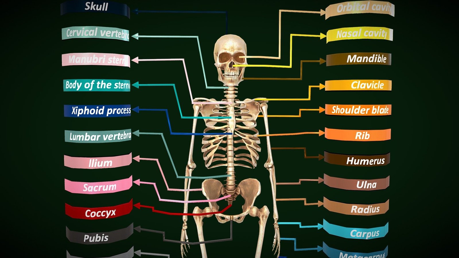 Skeleton Names