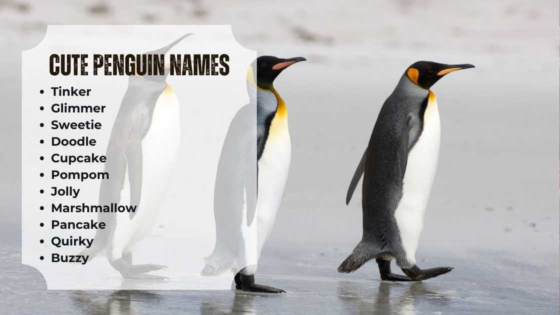 Penguin Names